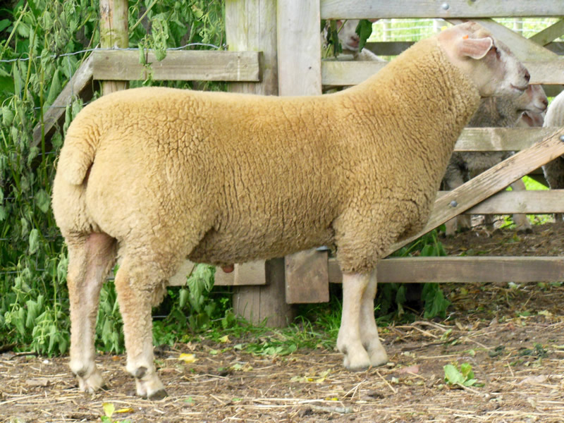 Lot No. 165 Edstaston New Order Lot No. 165 Edstaston New Order